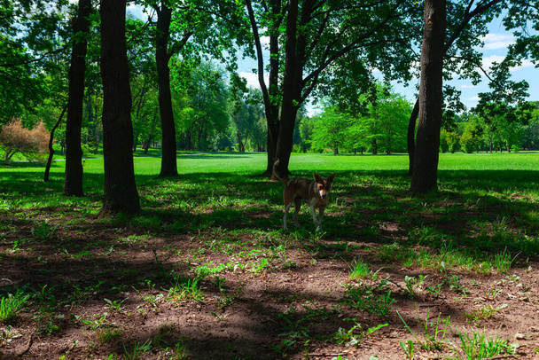 Собака в парке на фоне зеленой травы и деревьев - Фото, изображение