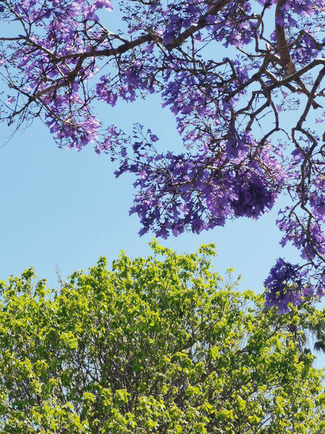 Bella jacaranda viola fiorisce e albero verde contro il cielo blu. Foto di alta qualità con spazio di copia. - Foto, immagini