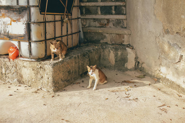 i gatti si trovano su tetti delle case di muro bianco di città - Foto, immagini