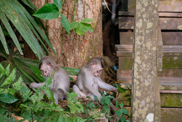 Gençliğin masumiyetine tanık olun. Sırt sırta verip merdivenlerin yakınındaki yaprakları keşfeden iki maymun bebek.. - Fotoğraf, Görsel