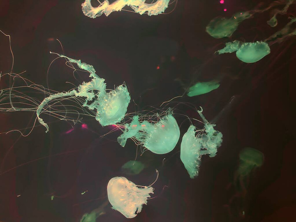 Kék medúza háttér, tengeri fotózás, tengeri természet gyönyörű lények - Fotó, kép