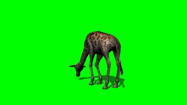 Giraffe grazing with shadow - Footage, Video