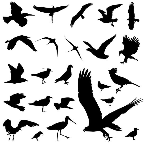 Set of bird - Vector, Image