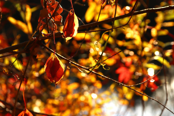 Kaunis vaahtera lehdet syksyllä aurinkoinen päivä etualalla ja sumea tausta. Ei ihmisiä, lähikuva, kopioi tilaa, makro. - Valokuva, kuva
