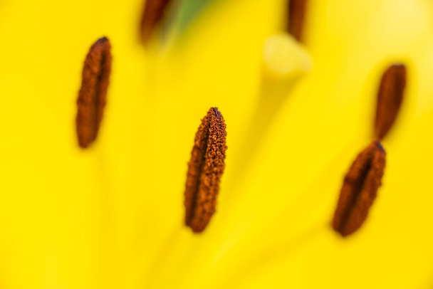 Macro closeup of a vibrant yellow lily flower in bloom with selective focus on polen - Photo, Image