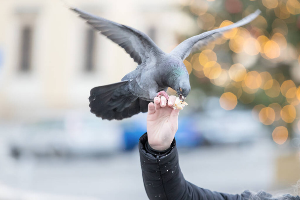 The pigeon sits on a human hand and feeds a tooth. - Photo, Image