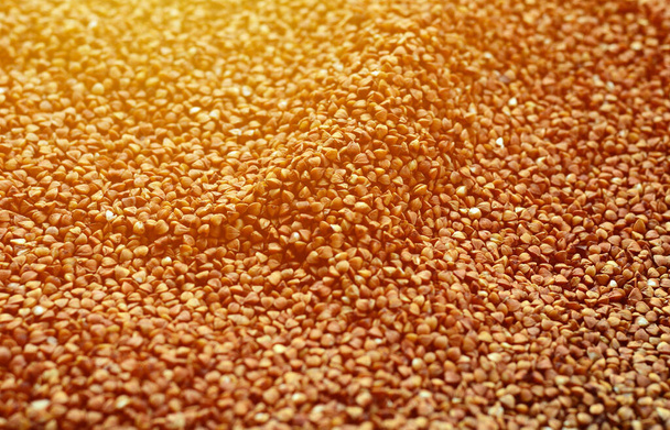 Textura de fondo de una gran pila de trigo sarraceno. Muchos granos de trigo sarraceno de cerca a la luz del día
 - Foto, imagen