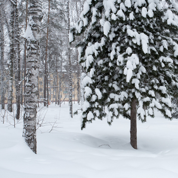 Magical winter forest - Фото, зображення