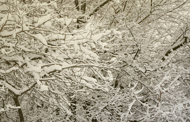 Winter landscape in a snow-covered park after a heavy wet snowfall. A thick layer of snow lies on the branches of trees - Photo, Image