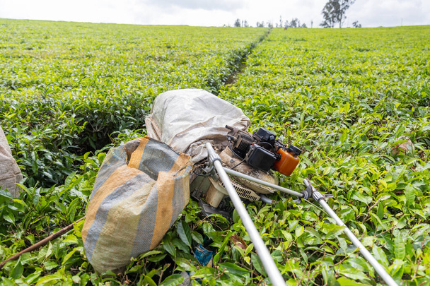 Primer plano de una cosechadora y un saco en un campo de té, concepto de producción de té. - Foto, imagen