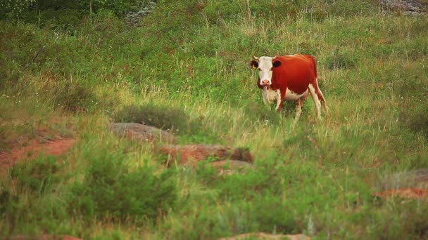 корова пасущаяся на лугу - Кадры, видео