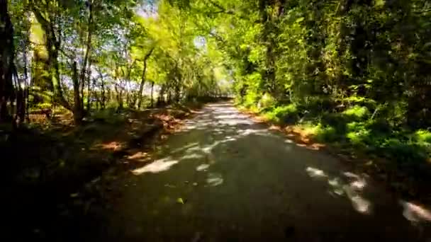 Autumn Drive Through Serene Forest Lane - Footage, Video
