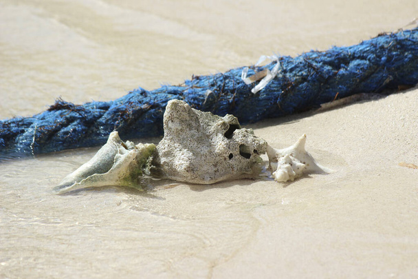 conchas marinhas vazias, conchas ou conchas de um animal na praia - Foto, Imagem