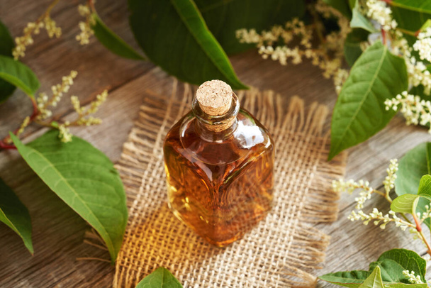 Herbal tincture made of fresh japanese knotweed or Reynoutria japonica plant - Photo, Image