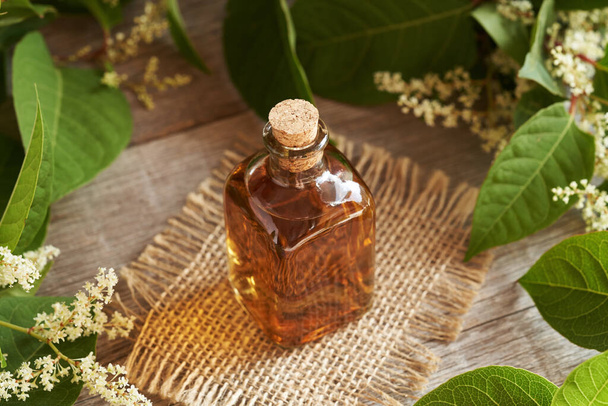 Herbal tincture made of fresh japanese knotweed plant  - Photo, Image