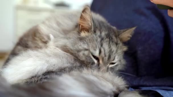 Puszysty długowłosy siwy kot domowy liże futro językiem, zbliżenie, w domu - Materiał filmowy, wideo