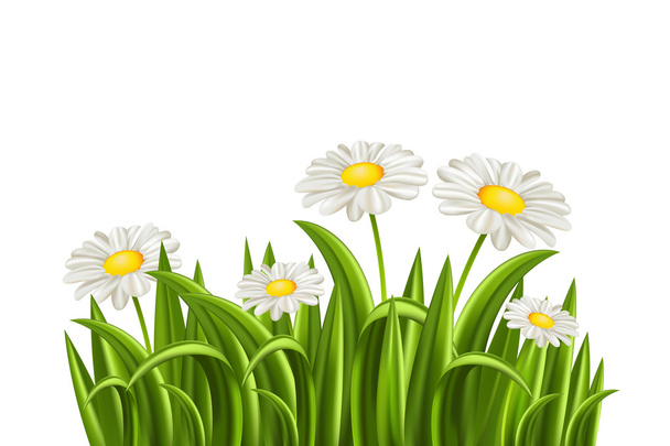 Grass with daisy - Vettoriali, immagini