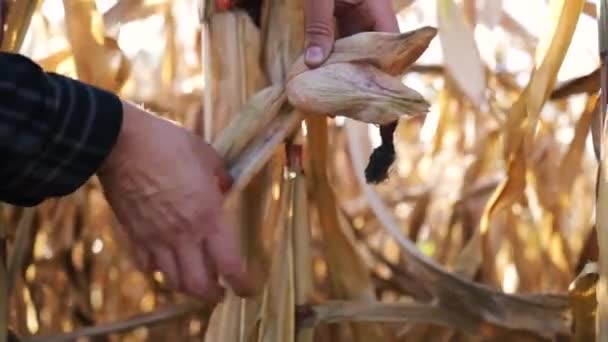 Landwirt inspiziert Zustand der Ähren, dreht Produkte in seinen Händen, auf dem Feld zwischen getrockneten Maispflanzen. Verlorene Erntezeit durch Klimawandel und Trockenzeit. - Filmmaterial, Video