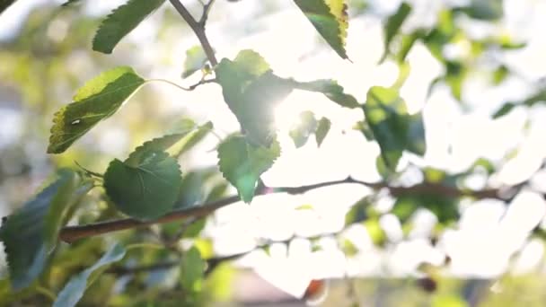 Lumière du soleil dans le feuillage vert, gros plan. Lumière naturelle du soleil printanier dans les feuilles vertes fraîches. Feuille d'arbre sur ciel bleu en toile de fond ensoleillée d'été nature. Environnement forestier propre sous un soleil abstrait - Séquence, vidéo