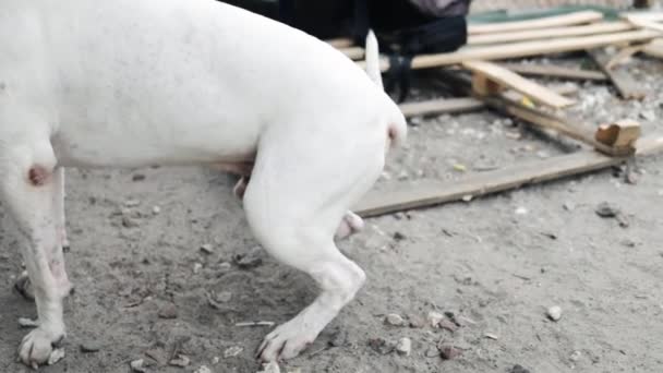 Bílý labradorský pes vrtí ocasem - Záběry, video
