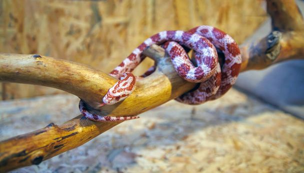 Albínský kukuřičný had - (Pantherophis guttatus) - Fotografie, Obrázek