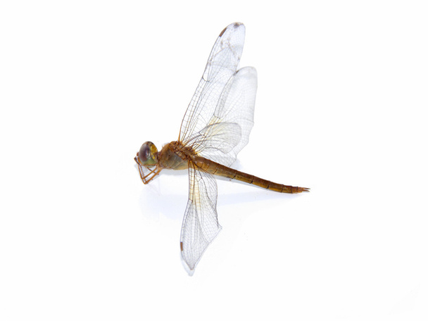 Insecto de drogonfly en aislado
 - Foto, Imagen