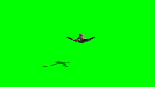 Kahverengi kurbağa atlama - Video, Çekim