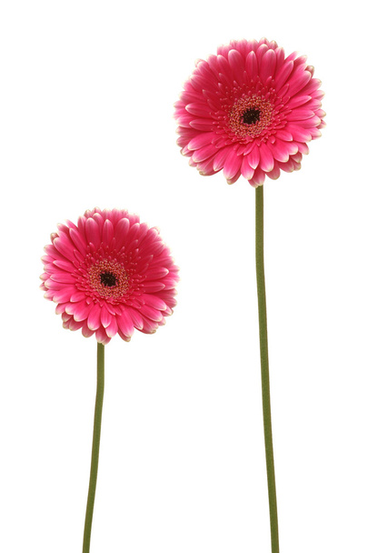 Two flowers - Foto, Bild