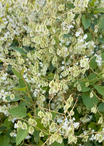 Fallopia, a genus of about 12 species of flowering plants in the buckwheat family. - Photo, Image