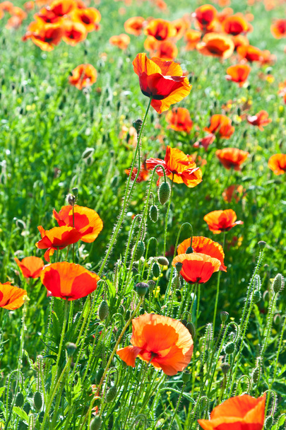 hermosas flores de amapola en el prado
 - Foto, imagen