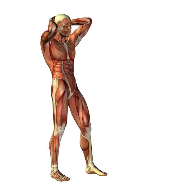 3D людина з м'язами
 - Фото, зображення