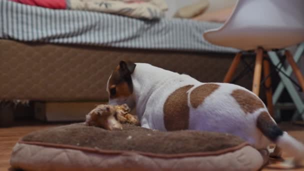 Hund beim Kauen an großen Knochen gesehen  - Filmmaterial, Video