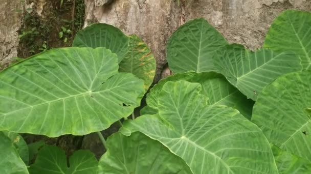 divoký zelený list obrovské rostliny filodendronu.  - Záběry, video