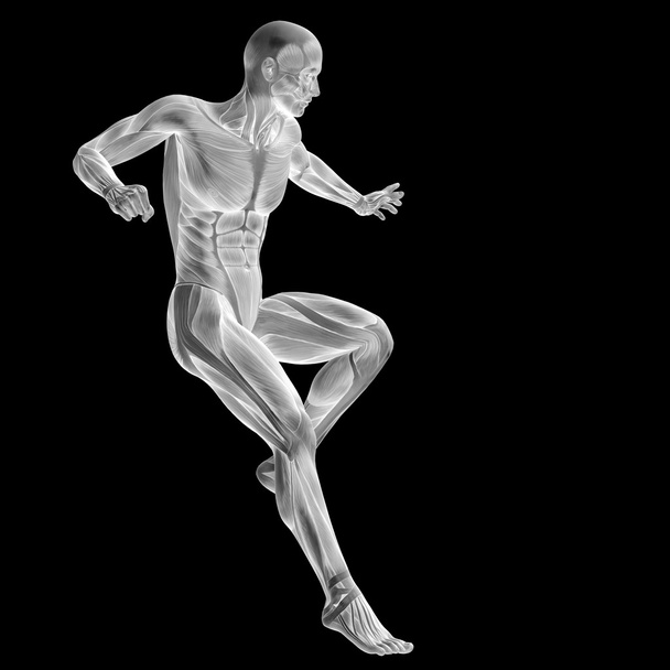 Hombre con músculos para diseños de anatomía
. - Foto, Imagen