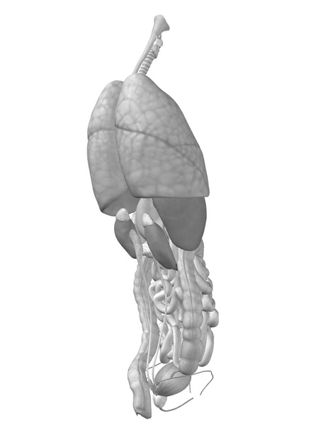 3D-s emberi belső szervek - Fotó, kép