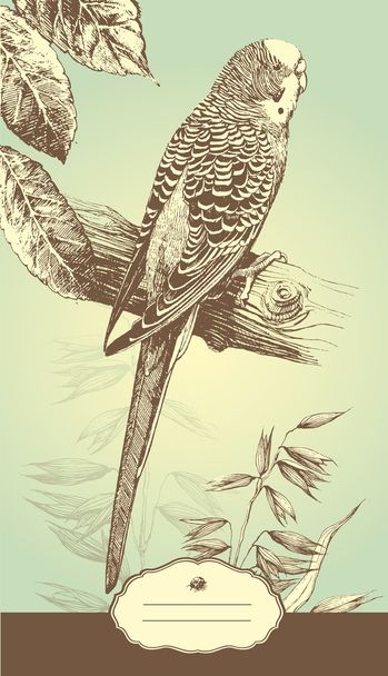 Budgie. - Vector, Image