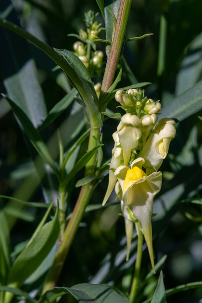 Nombre científico Linarea vulgaris una pequeña flor silvestre amarilla en la zona rural de Minnesota, Estados Unidos. - Foto, imagen