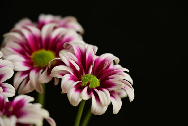 mooie chrysanten, bloemen, van dichtbij bekijken - Foto, afbeelding