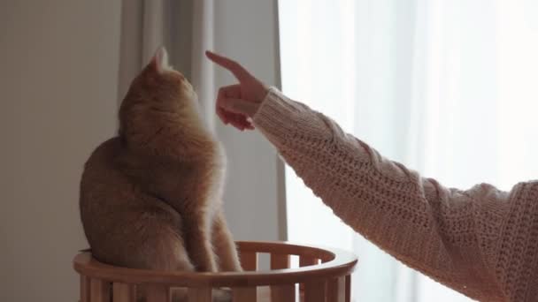 gente y mascota concepto con mujer mano tacto en su británico gato - Metraje, vídeo