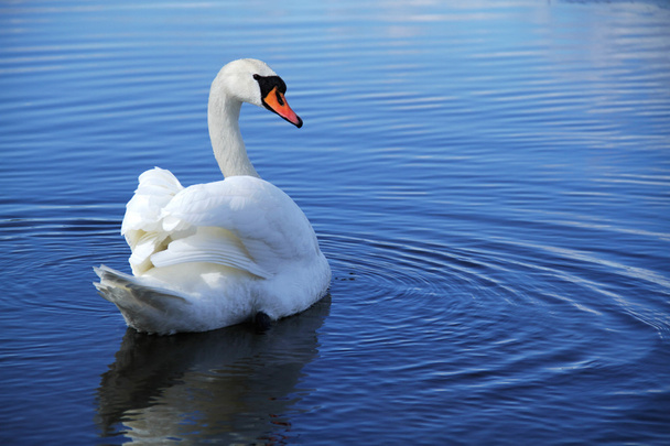 Swan Nadando
 - Foto, Imagen