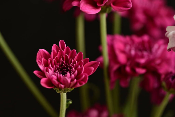 beautiful  chrysanthemums, flowers, close up view - Photo, Image