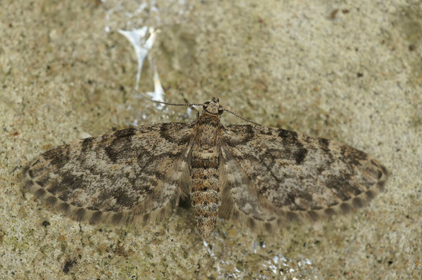 Closeup detalhado na traça do geômetro Pug anão, Eupithecia tantillaria, com asas abertas em uma pedra - Foto, Imagem
