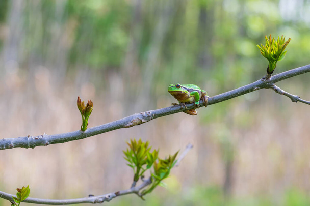  Hyla arborea -茎に緑の木のカエル。背景は緑です。写真はいいボケですね。野生写真 - 写真・画像