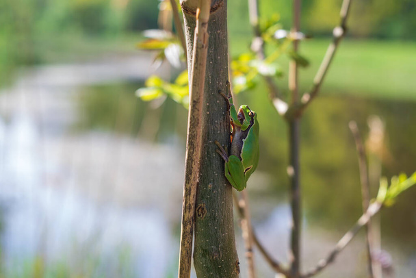  Hyla arborea -茎に緑の木のカエル。背景は緑です。写真はいいボケですね。野生写真 - 写真・画像