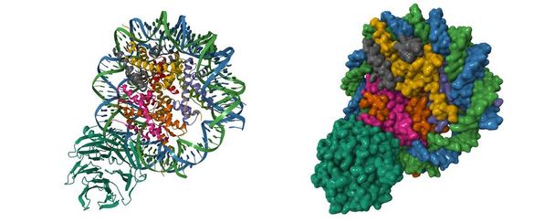 Estructura crioEM de la proteína de unión al retinoblastoma 5 (verde) unida al nucleosoma. Dibujos animados 3D y modelos de superficie gaussiana, PDB 6pwx, fondo blanco - Foto, imagen