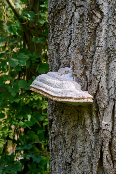 Hoof Fungus (Fomes fomentarius) on Tree Trunk,Germany - Photo, Image