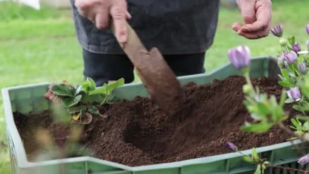 Mujer latina irreconocible jardinería con cuidado, la preparación de suelo orgánico para la siembra de semillas en su jardín de campo. Imágenes de alta calidad 4k - Metraje, vídeo