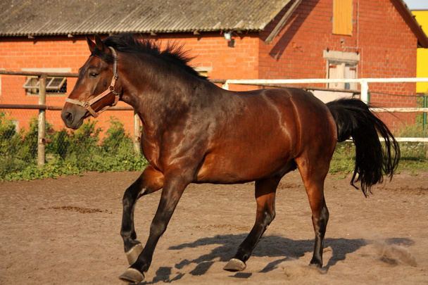 Грайливий біговий кінь у колоді
 - Фото, зображення