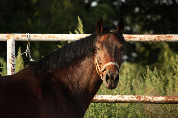 Ritratto di cavallo bruno pascolante
 - Foto, immagini