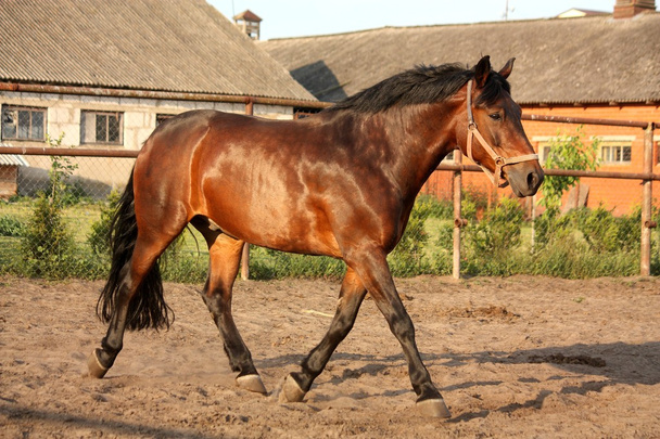 Speelse lopend paard in de paddock - Foto, afbeelding